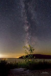 Milky Way and Sunflowers