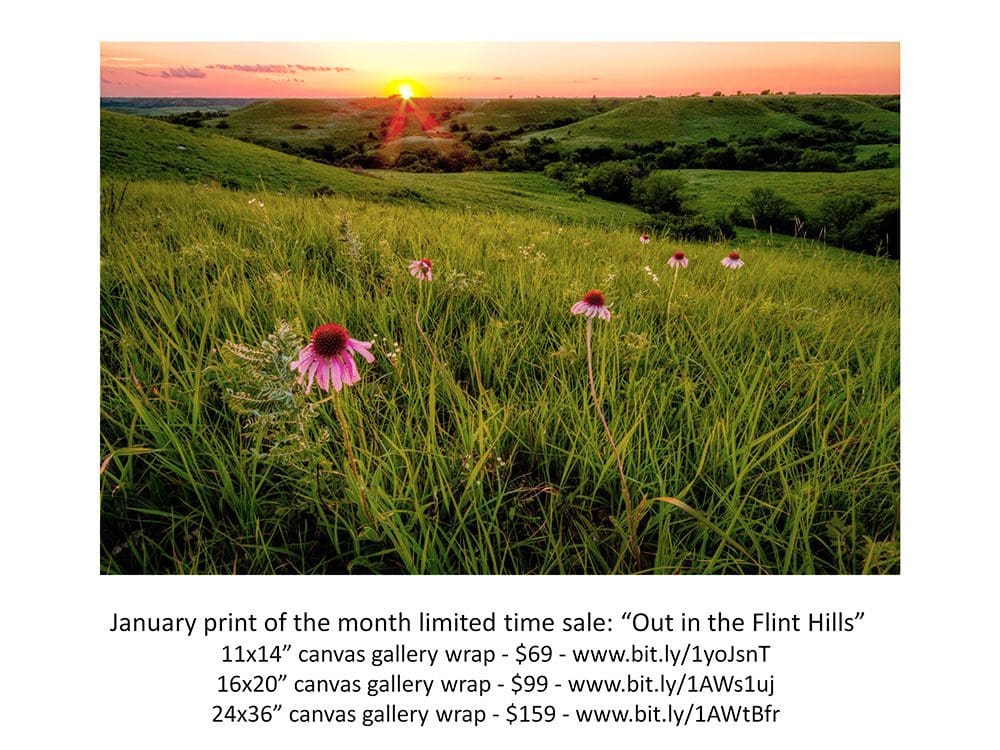 January Print of the Month Sale