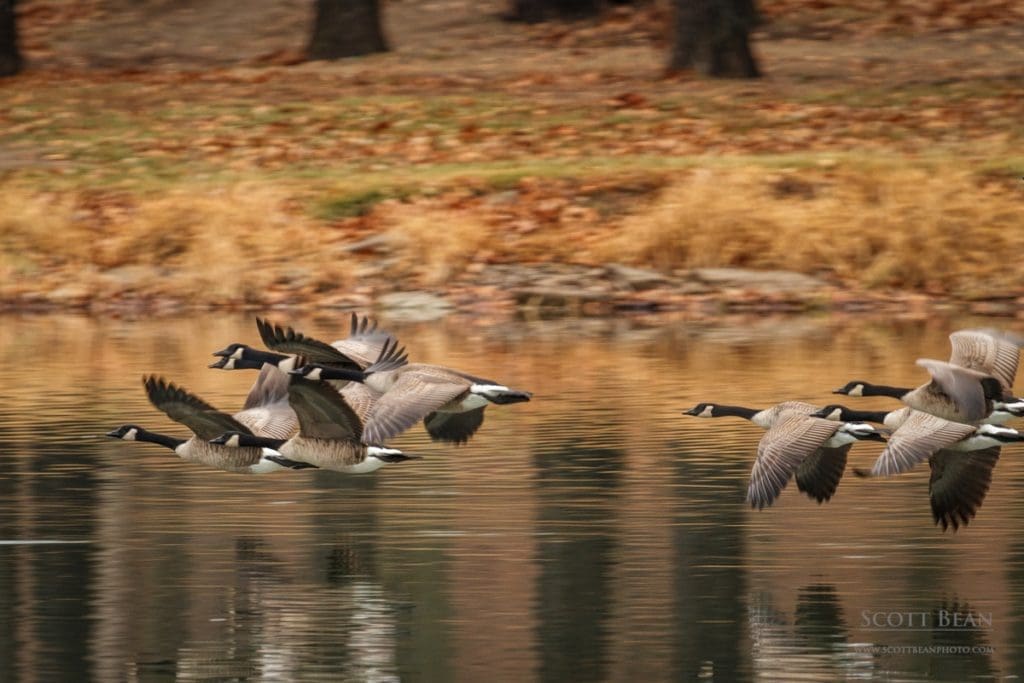 Canada Geese flying