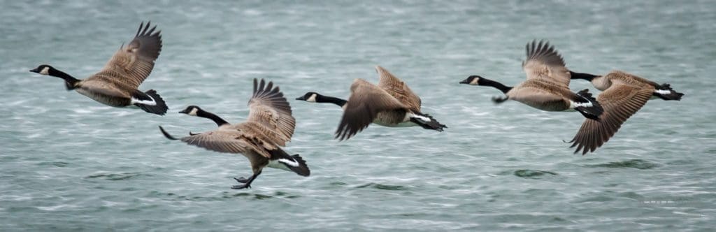 Canada geese landing