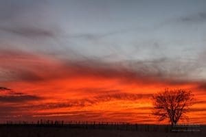 A tree and corral silhouetted in front of a Kansas sunset