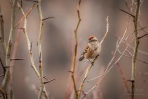 American Tree Sparrow perches on a branch