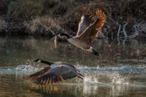 Two geese take flight