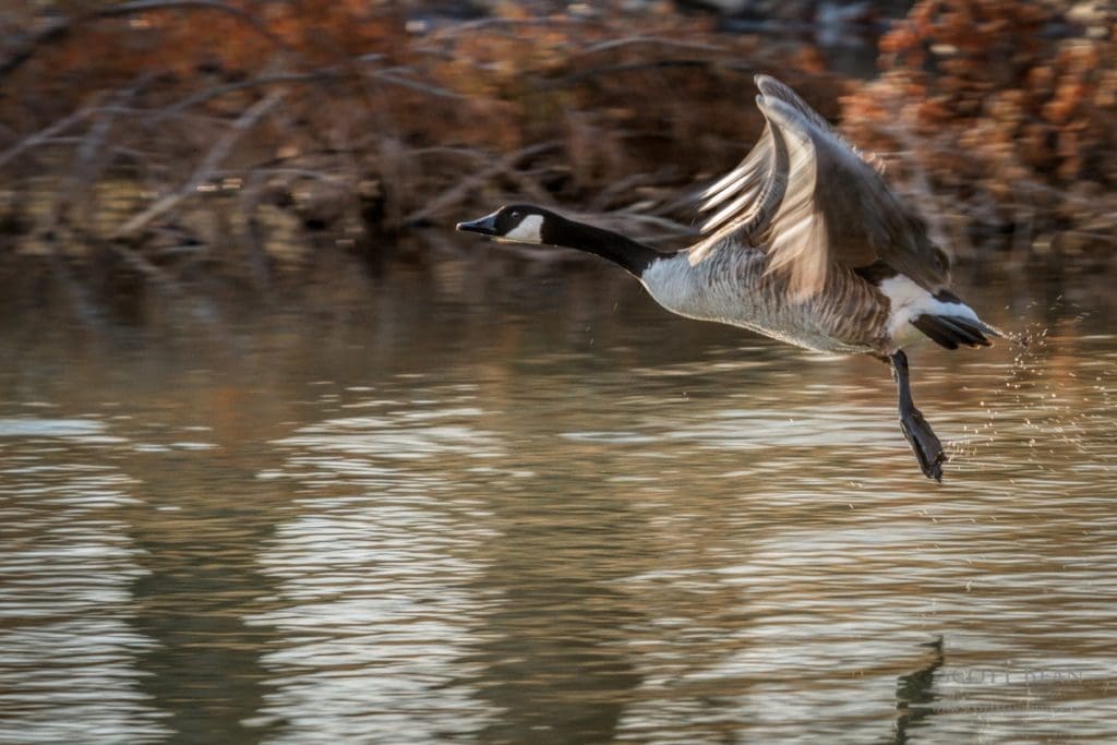 A single Canada goose takes flight