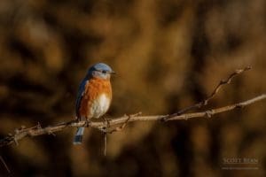 Eastern bluebird perched on a branch