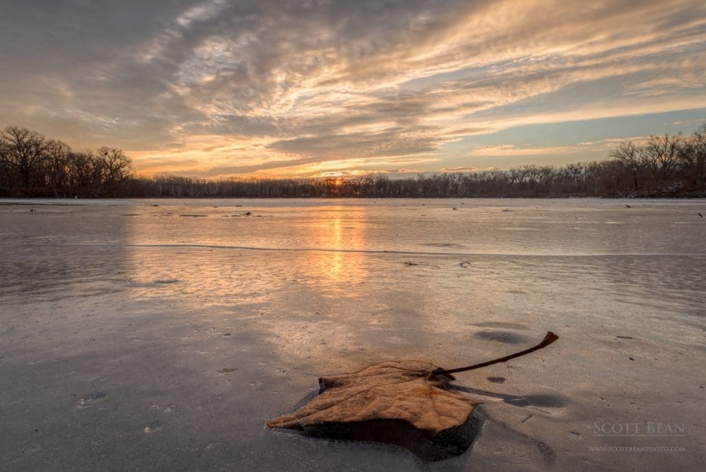 Leaf partially frozen in the ice of the River Ponds