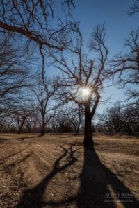 Tree Shapes