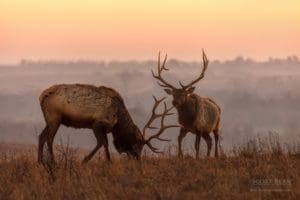 Elk at Maxwell