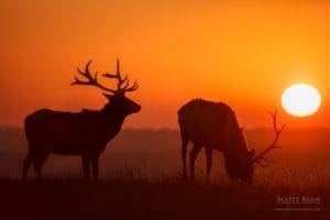 Sunrise Elk