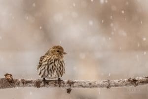 Pine Siskin