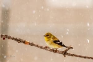 Goldfinch