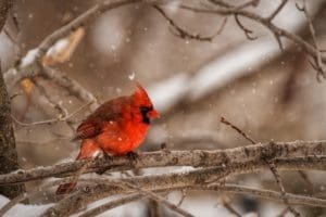 Cardinal