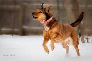 A Happy Dog