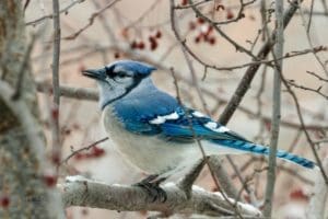 Blue Jay