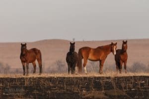 Wild Horses