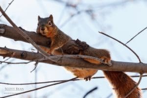 squirrel relaxing on a tree branch