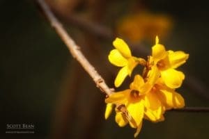 Forsythia blossom