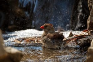 Female Northern Cardinal splashing