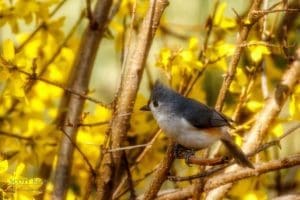 Tufted Titmouse Arrives