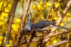 Tufted-titmouse feeding another