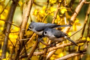 Pair of Tufted titmouse in my yard