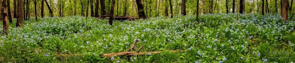 Bluebell Panorama