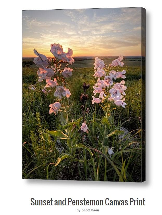 Sunset and Penstemon - May 2015 Print of the Month Sale