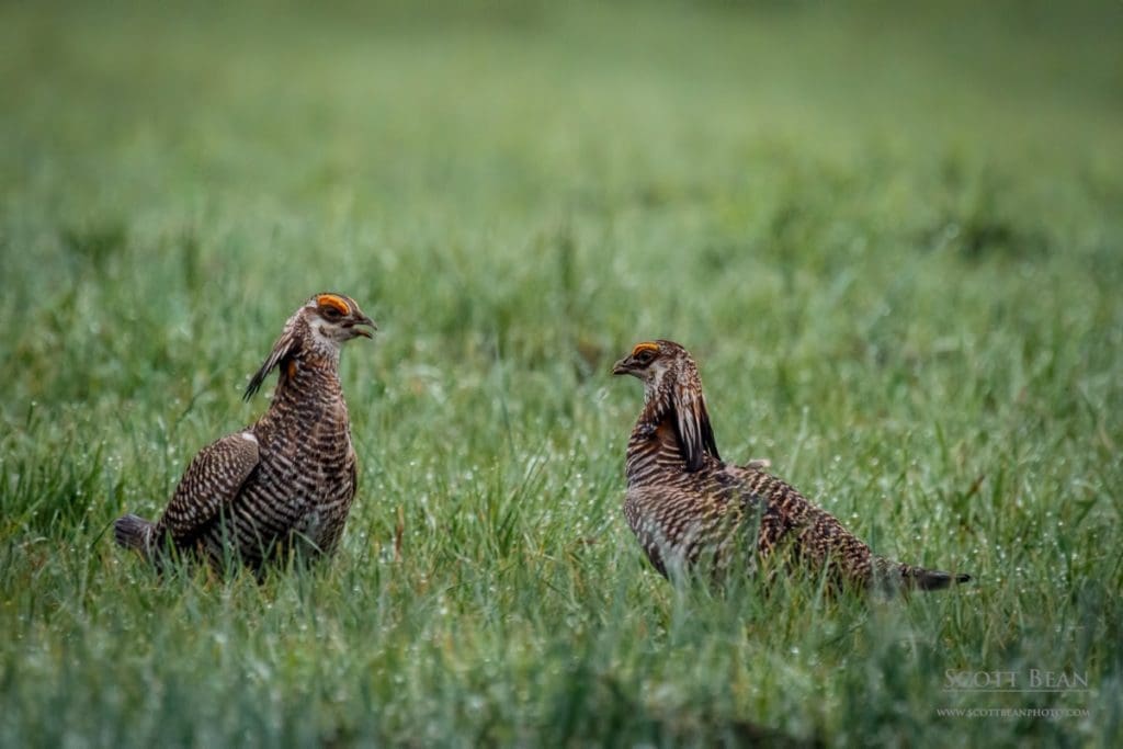 Two male greater prairie chickens face off on a lek in the Flint Hills