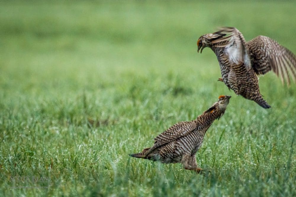 Two male greater prairie chickens competing for dominance