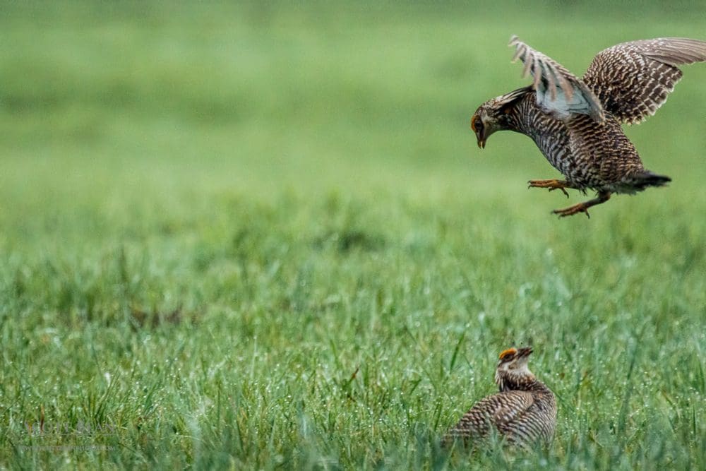 Male greater prairie chickens competing for dominance