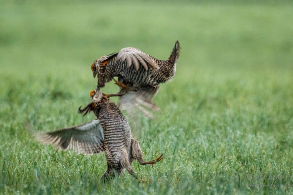 Two male greater prairie chickens competing for dominance