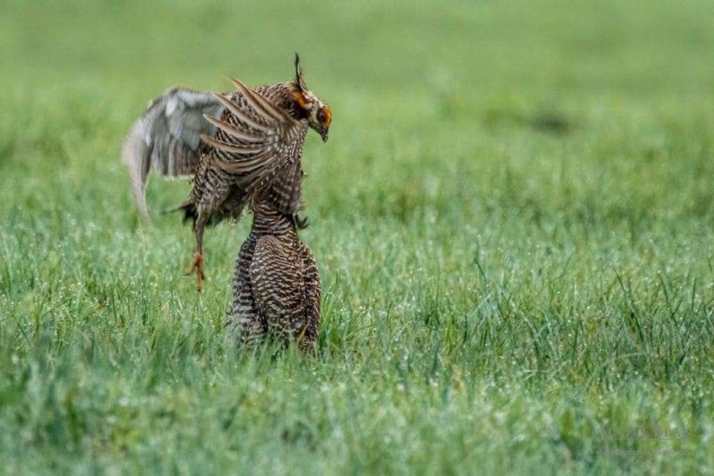 Two male greater prairie chickens competing for dominance