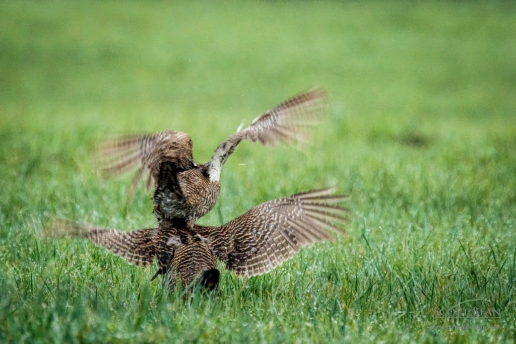 Two male greater prairie chickens competing for dominance