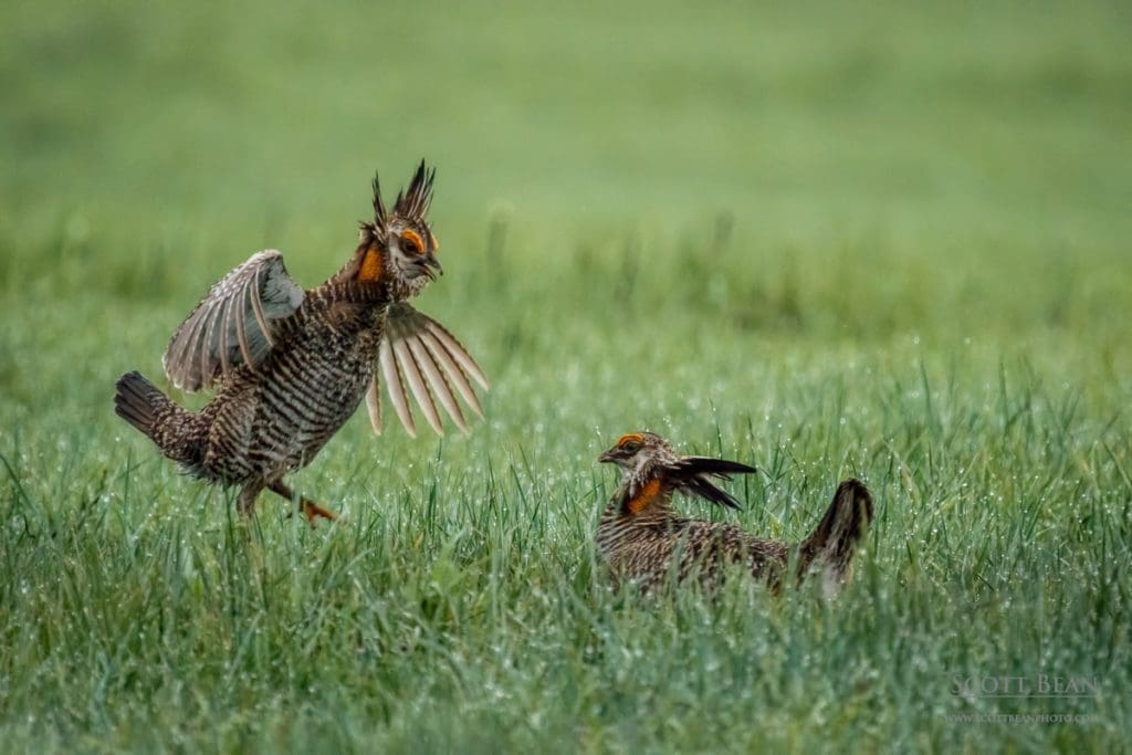 Two male greater prairie chickens competing for dominance