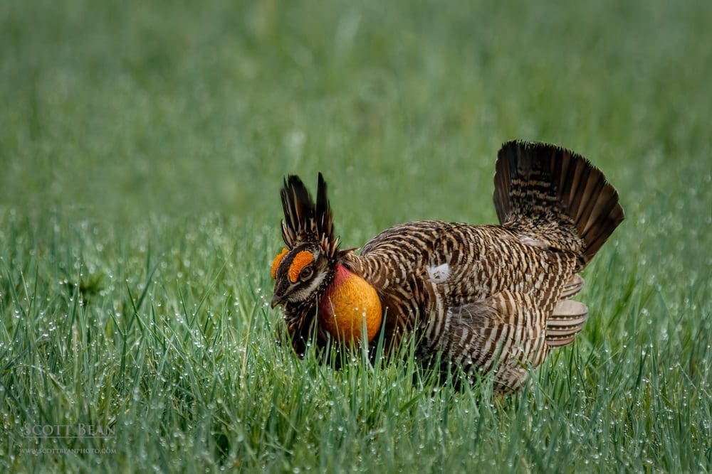 A male greater prairie chicken booming in the Flint Hills