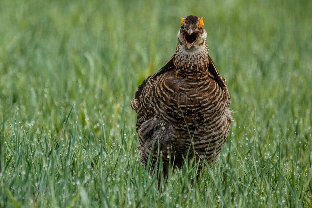A male greater prairie chicken vocalizing