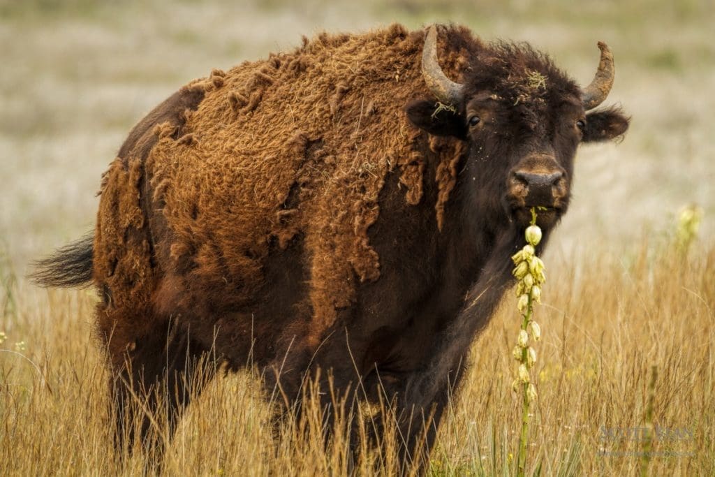 Bison - Big Basin