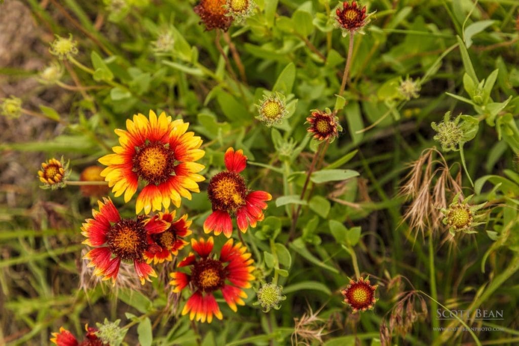 Indian blanket flowers