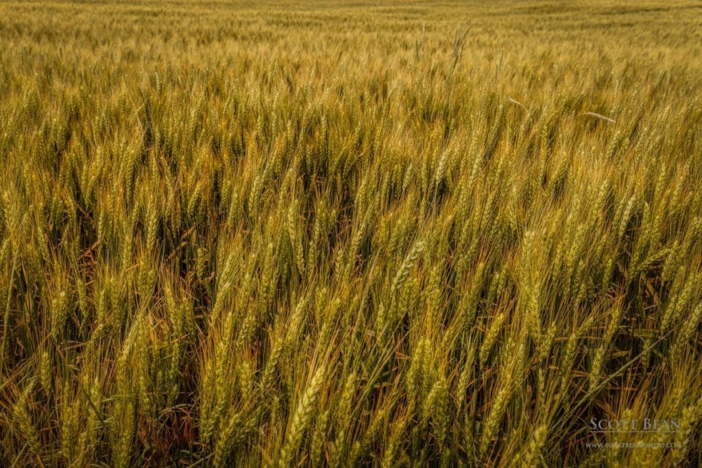 Kansas Wheat Field