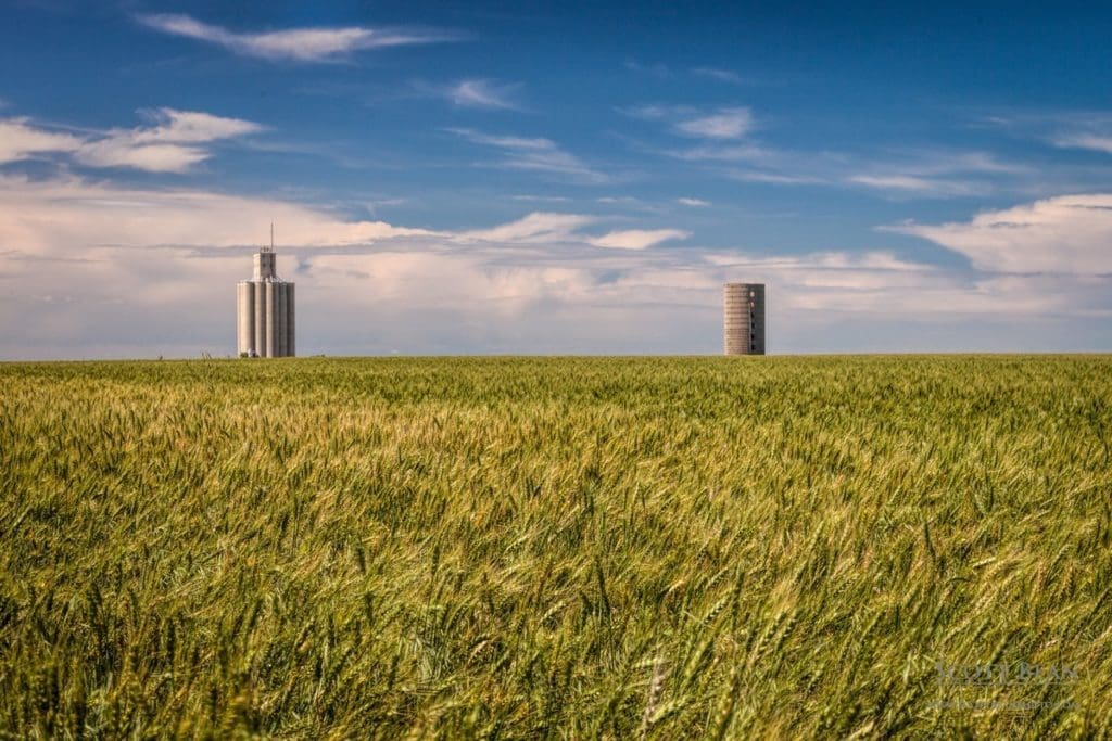 Kansas Wheat Field