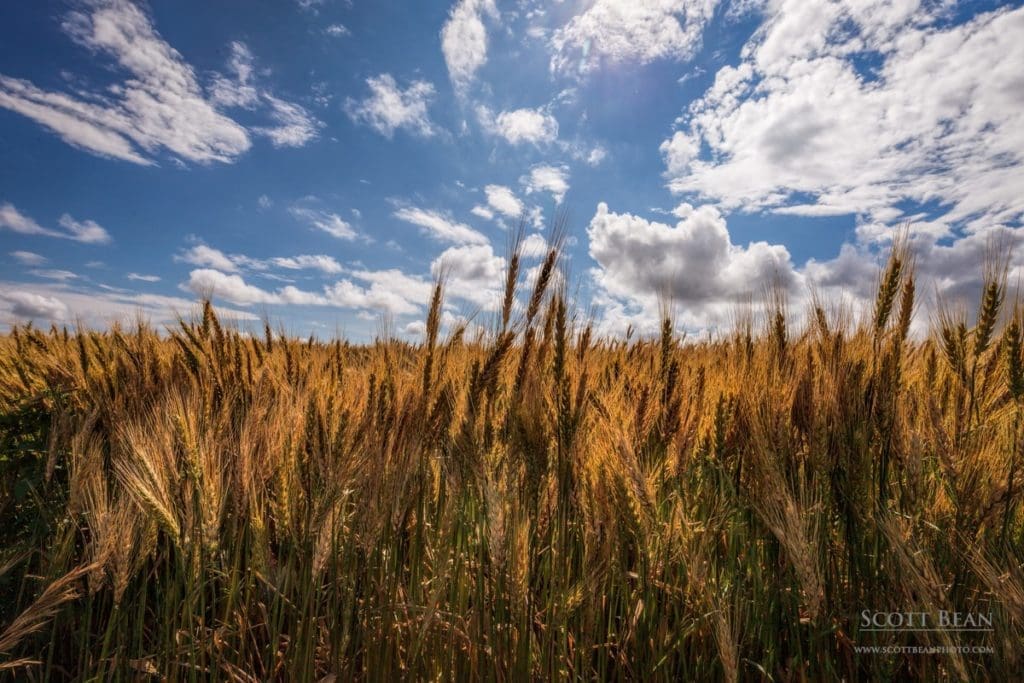 Kansas Wheat