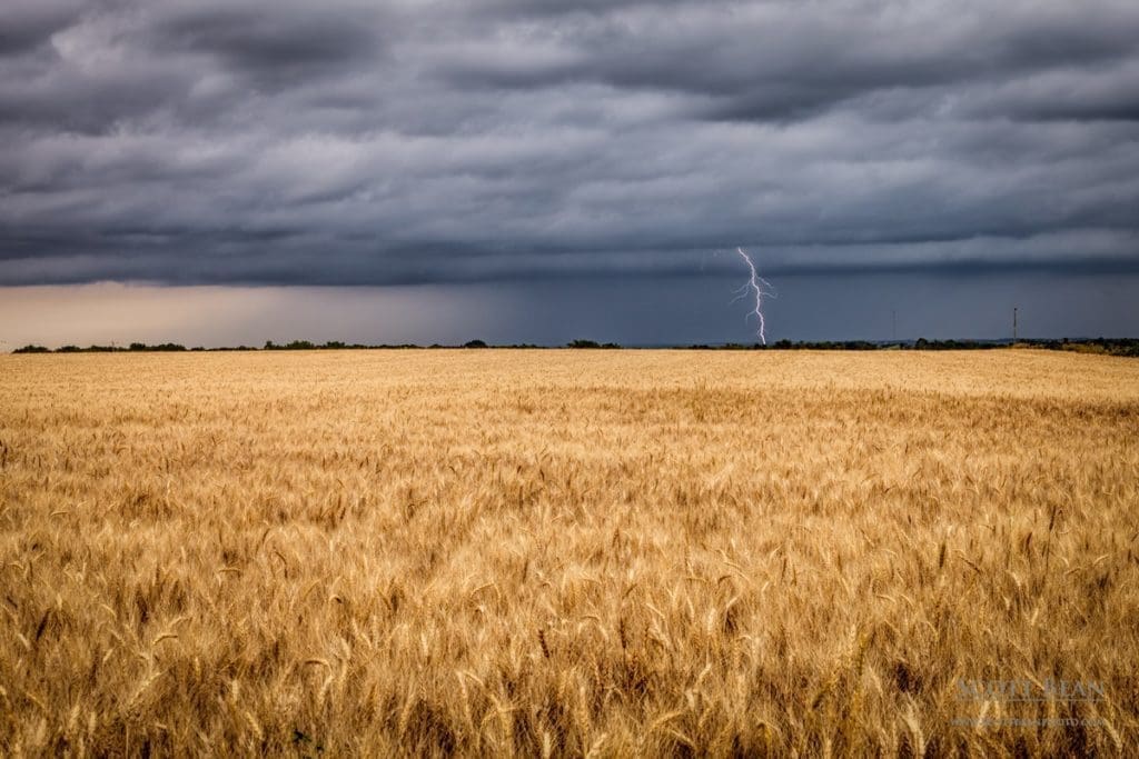 Kansas Wheat