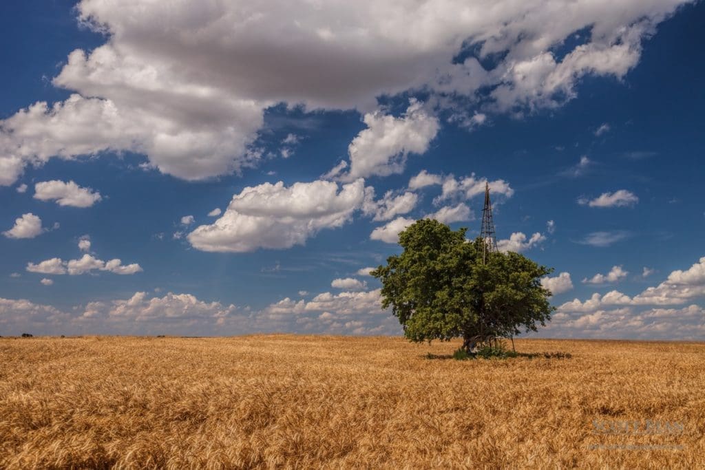 Kansas Wheat