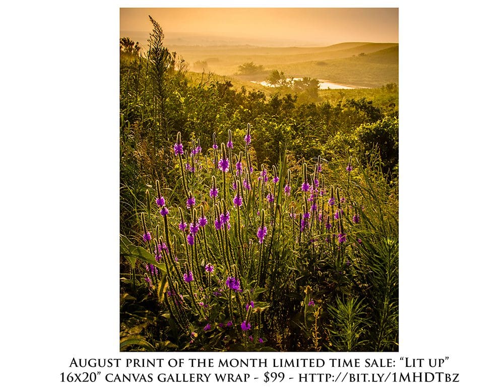Lit Up - August Print of the Month
