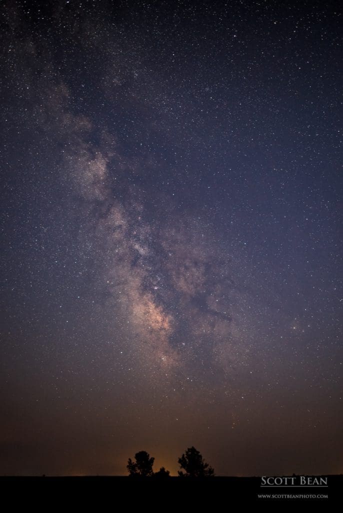 Trees under the Milky Way