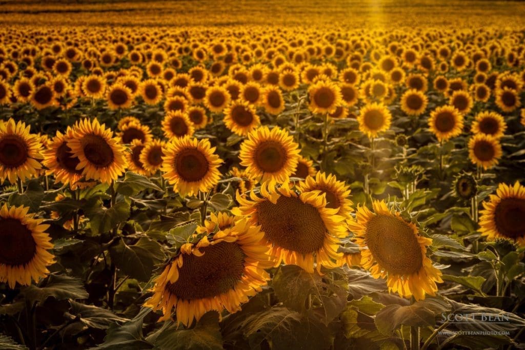 Sunshine and Sunflowers