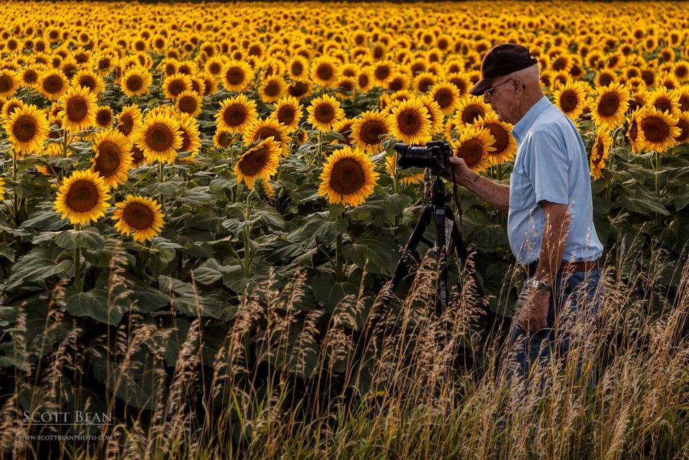 Dad setting up a photograph of a sunflower field