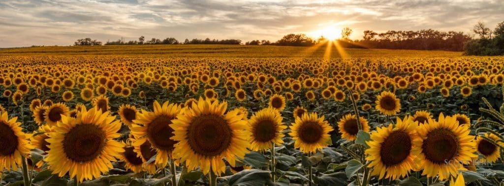 Sunflower Field