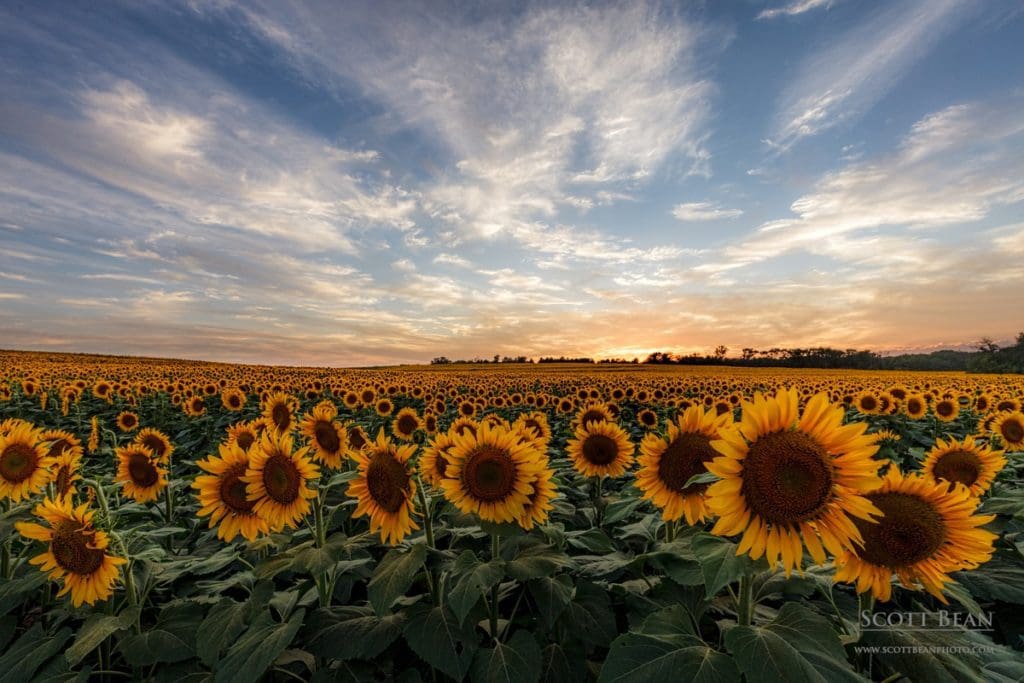 Sunset and Kansas Sunflower Field