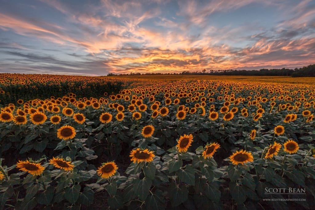 Sunflowers at Sunset